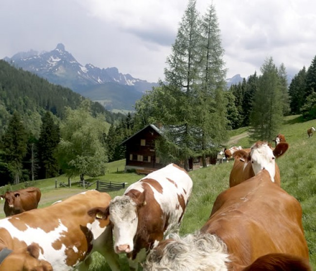 Ransburggalm in Filzmoos mit Kühen 