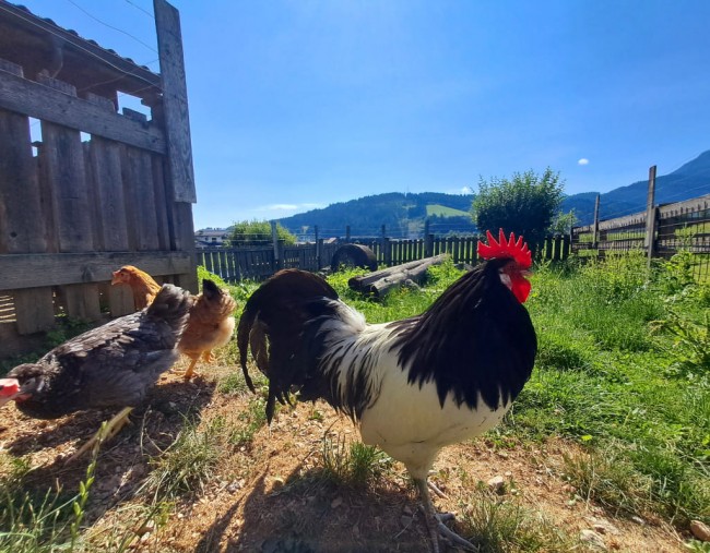 Viele Tiere leben am Hof