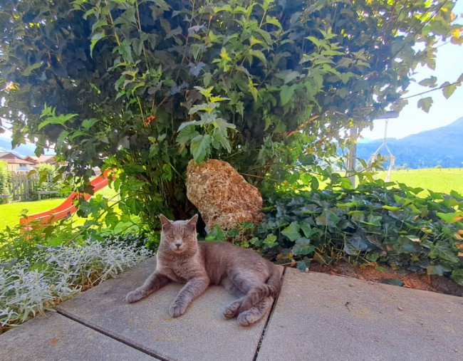 Die Katze freut sich auf Streicheleinheiten
