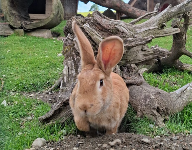 Neugierigen Hasen hoppeln durch die Gegend