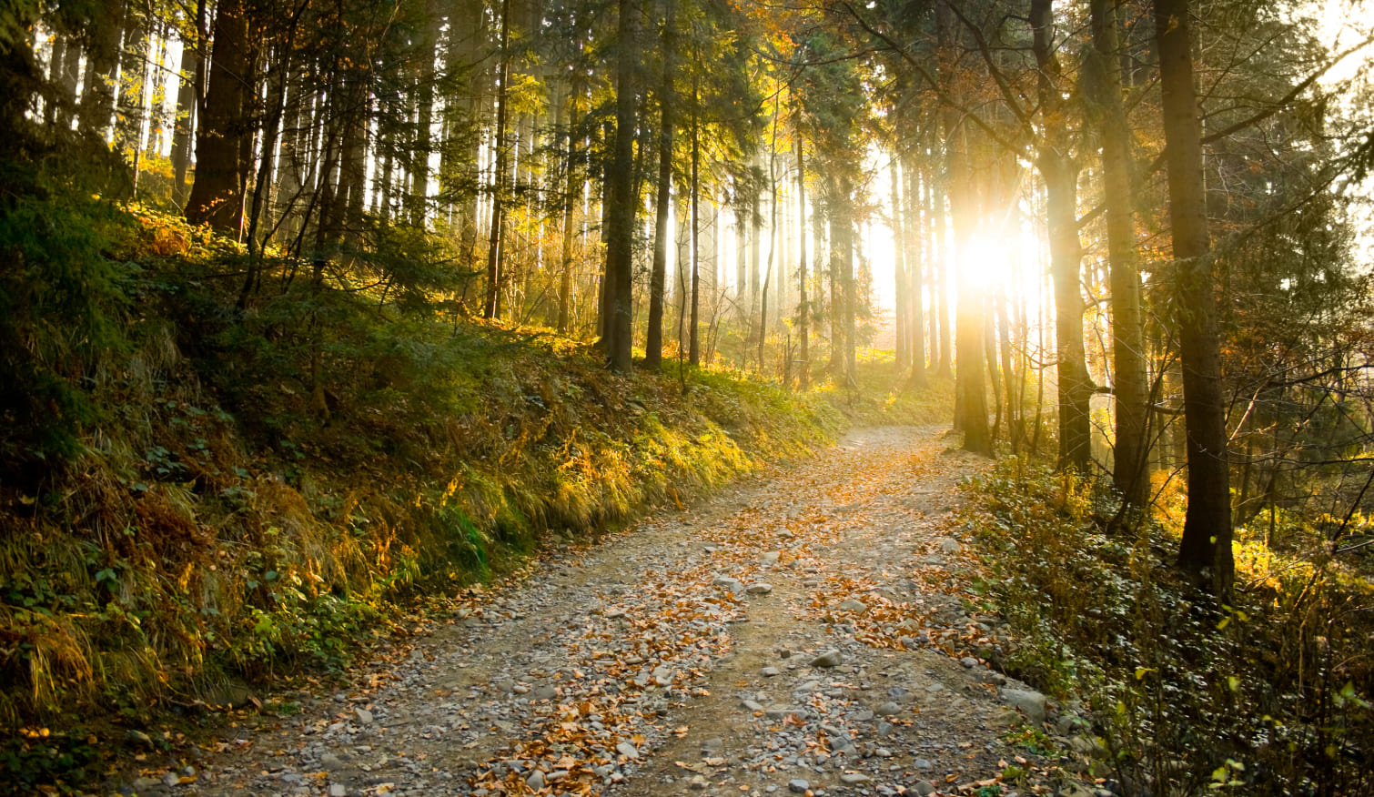 Nachhaltiger Urlaub im Ransburggut in Flachau © Shutterstock