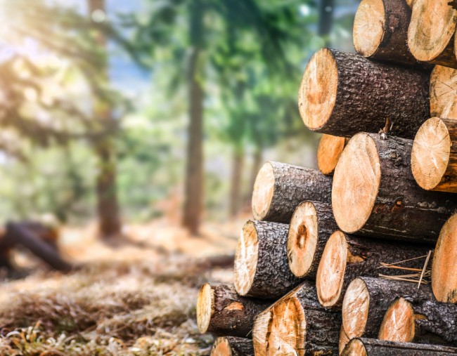 Hackschnitzelheizung mit Holz auf dem eigenen Wald &copy; Shutterstock